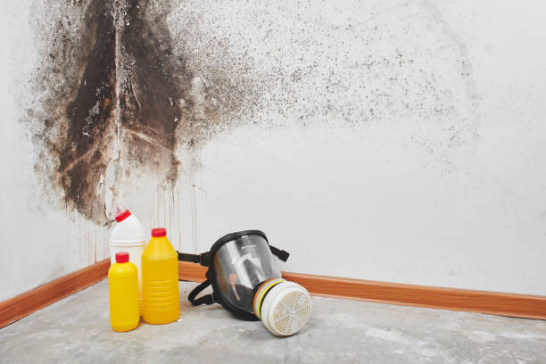 Reliable Argentine, MI Mold Removal Solutions