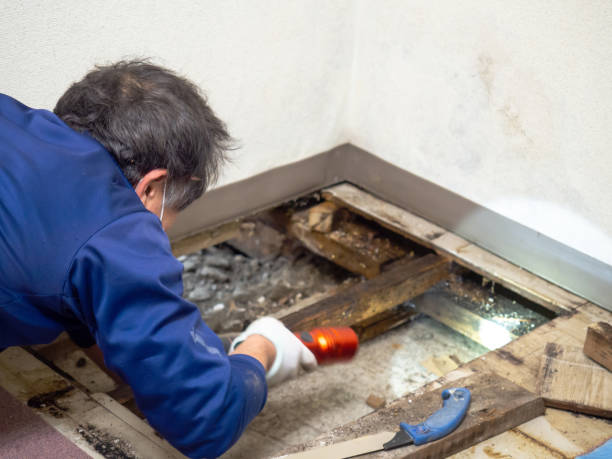 Best Crawl Space Mold Removal  in Argentine, MI