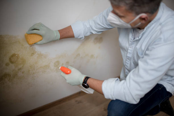 Best Attic Mold Removal  in Argentine, MI