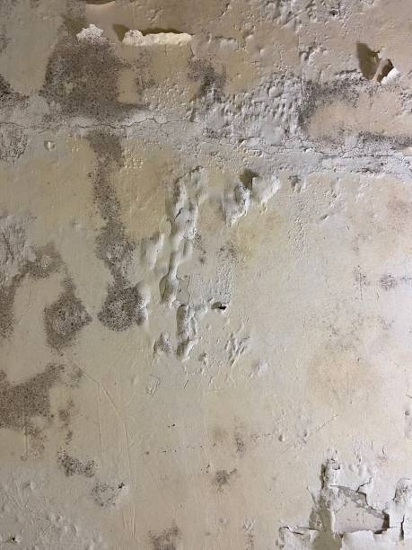 Best Affordable Mold Removal  in Argentine, MI
