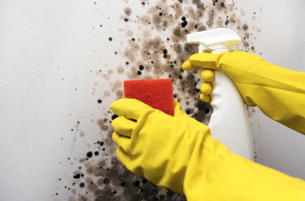 Best Professional Mold Removal  in Argentine, MI