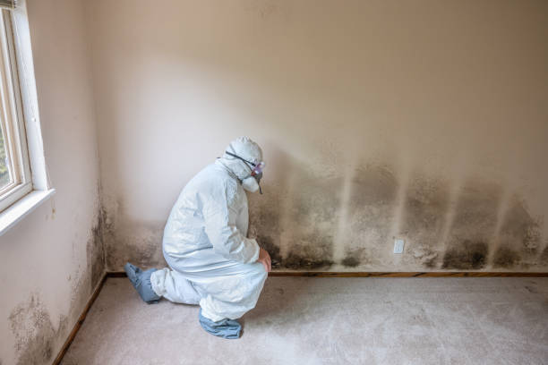 Best Local Mold Removal Service  in Argentine, MI