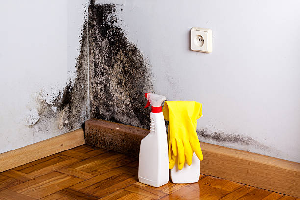 Best Same-Day Mold Removal  in Argentine, MI