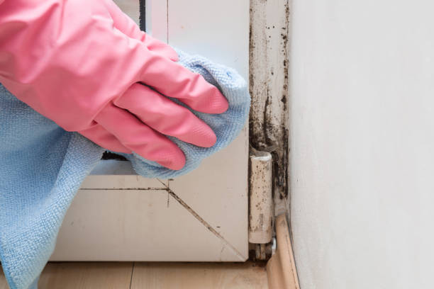 Best Water Damage Restoration  in Argentine, MI