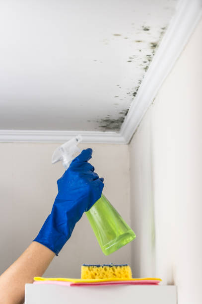 Mold Removal Process in Argentine, MI
