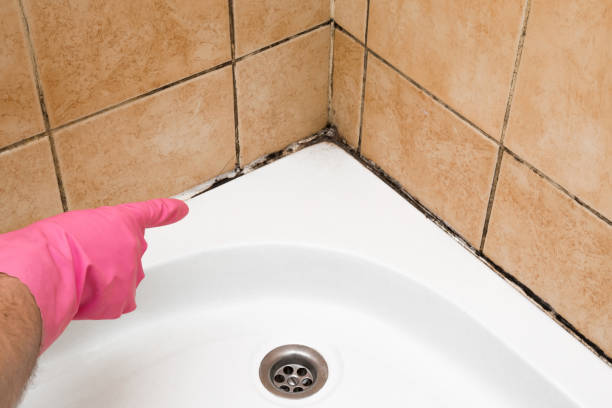 Mold Removal and Inspection in Argentine, MI