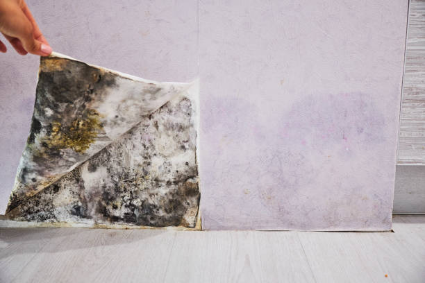Best Office Mold Removal Services  in Argentine, MI